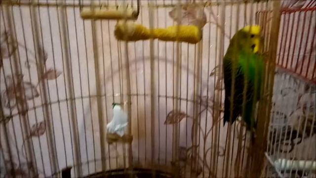 Волнистый попугай Уборка в клетке смотреть онлайн
