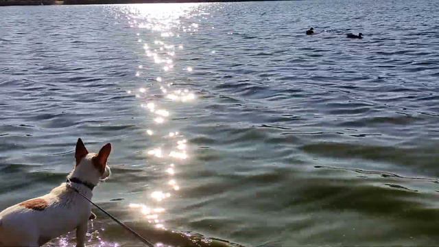 ДЖЕК РАССЕЛ "ДЖЕССИ" ВСТРЕТИЛА УТОК В ПЕРВЫЙ РАЗ! (ВЛОГ) смотреть онлайн