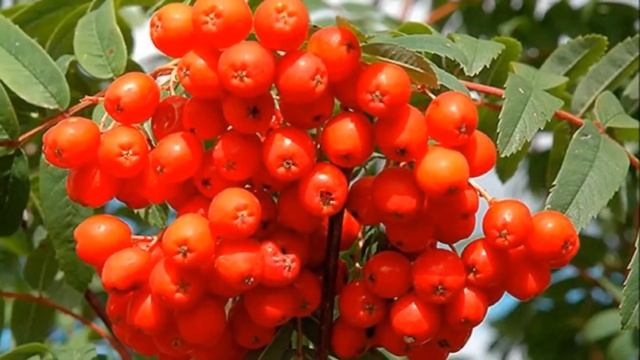 Рябина Чёрная Алёна Петровская смотреть онлайн