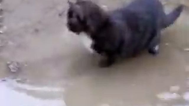 наша кошка ловит рыбу в луже) смотреть онлайн