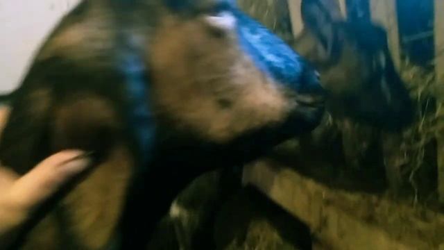 Как построить отношение с козами ? Часть-1 // Советы для начинающих // Коза не слушается // С.Х.У смотреть онлайн