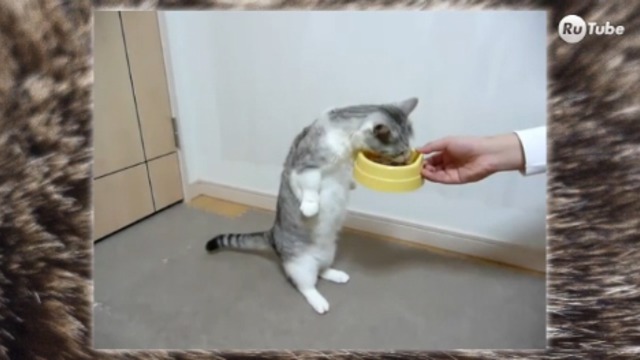 Парад мартовских котов смотреть онлайн