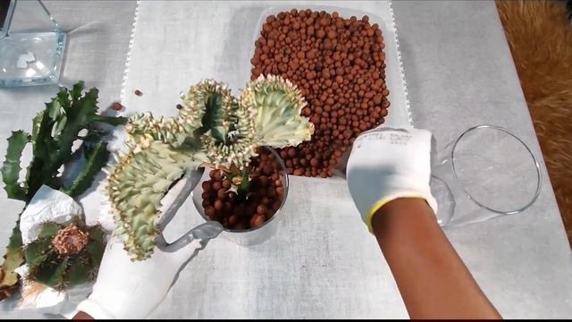 Comment rempoter un cactus : dans du bille d'argile смотреть онлайн