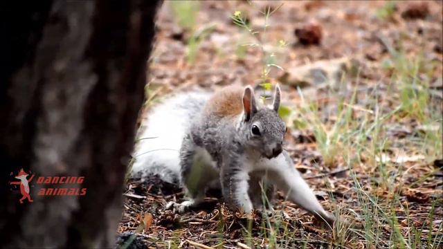 Squirrel dancing to funny music смотреть онлайн