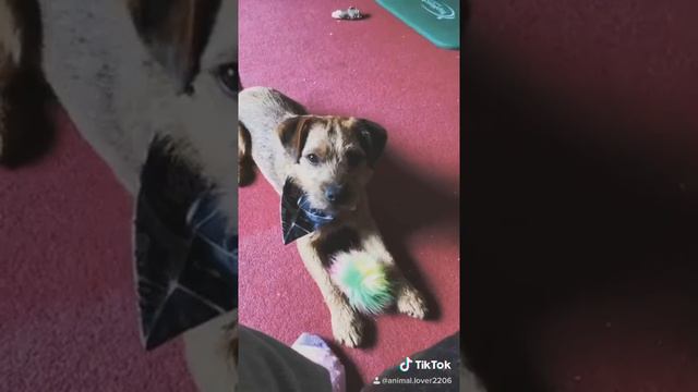 Tiktok смотреть онлайн