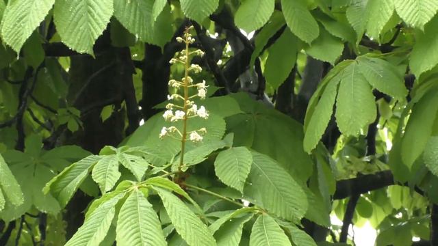 Сирень цветет,а дождик льет смотреть онлайн