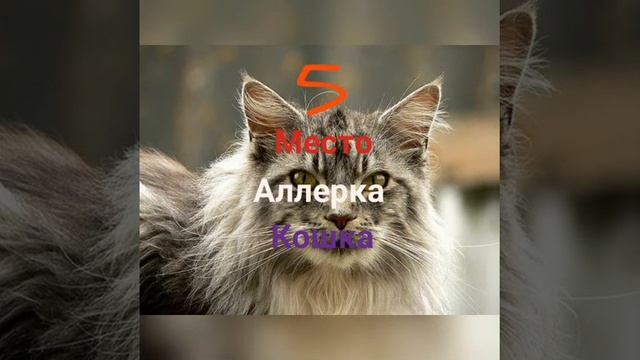 Топ 10 самые красивые кошки в мире смотреть онлайн