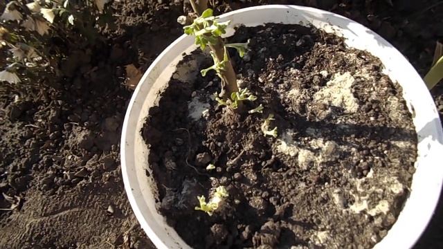 ХРИЗАНТЕМА.ВСЕ СПОСОБЫ ХРАНЕНИЯ ЗИМОЙ.ВЫБИРАЕМ ДЛЯ СЕБЯ ЛУЧШИЙ СПОСОБ. смотреть онлайн