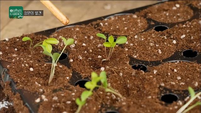 [ SUB ] 원예학과 수석의 봄날 Spring Day in Love with Flowers | 정원의 발견 Wonders of Garden | KBS제주20230407방송 смотреть онлайн