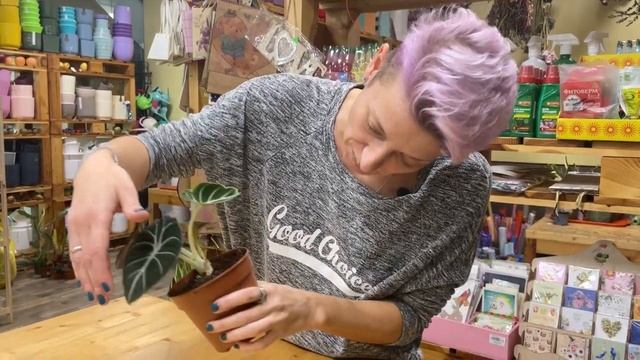 Комнатное растение Алоказия Блэк Вельвет - необычный цветок с бархатной кожей. Обзор сорта. смотреть онлайн