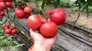 Макан F1 / Macan F1 - Томат, Clause