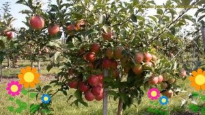 Яблоня домашняя Лигол. Краткий обзор, описание характеристик malus domestica Ligol