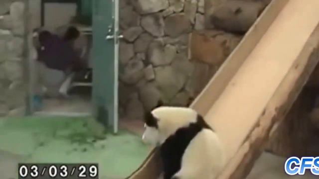 Животные на детских горках Смешные животные катаются с горок смотреть онлайн