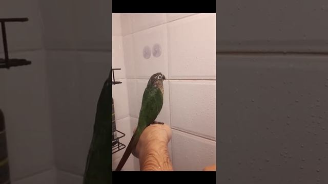 Funny Birds of TIKTOK ~ Cute Pet Birds ~ Peek a Boo смотреть онлайн