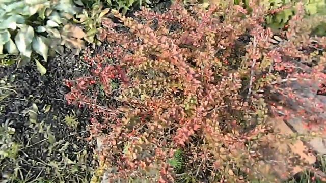 Осенний сад Последние работы в саду смотреть онлайн