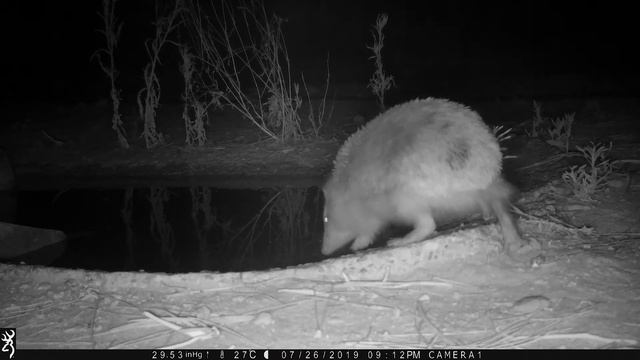 Erinaceus europaeus быкновенный еж смотреть онлайн