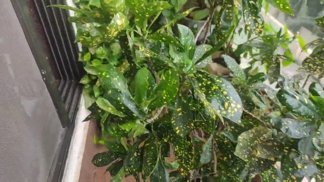 Croton Care #crotonleavesfalling #totalcareofcroton #crotonfertilizer #leavesturningyellow #plant смотреть онлайн