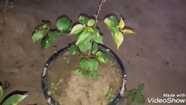 Bouganvilles Brotando.