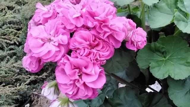 #403.Один из любимейших сортов в моей коллекции пеларгоний! Ю-Грушенька! смотреть онлайн
