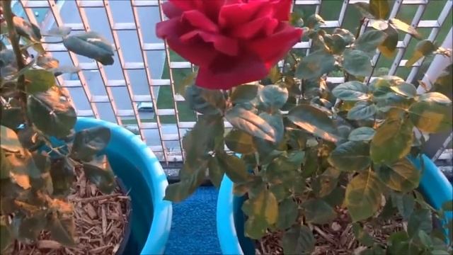 Mr Lincoln, Chrysler Imperial, Oklahoma Hybrid Tea Roses. Part 2 смотреть онлайн