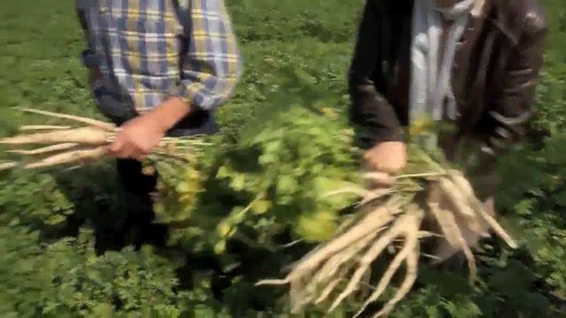 Зберігання коренеплодів смотреть онлайн