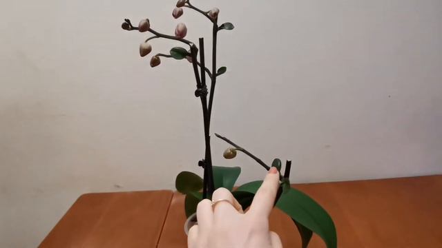 Орхидея чудит😳 такого не видела ещё. смотреть онлайн