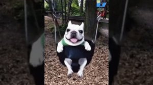 Мопс качается на качелях 9:15 минут
