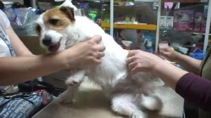 Тримминг джек-рассел-терьера НАЧАЛО /часть 1. / стрижка собак