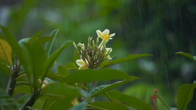 Исцеляющая медитация | Аффирмации на спокойствие | Гармонизация состояния | Изобилие | Любовь смотреть онлайн