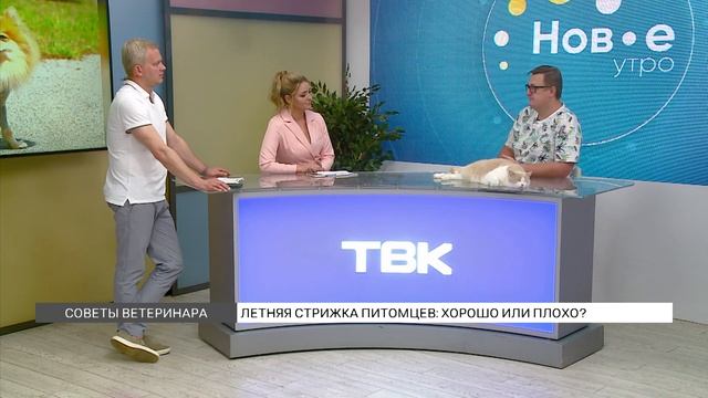 Летняя стрижка питомцев: хорошо или плохо? смотреть онлайн