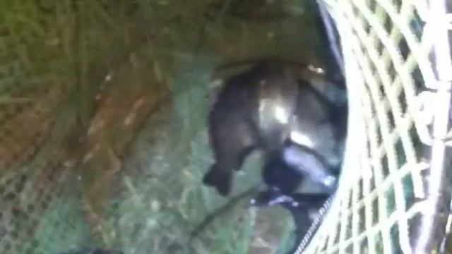 Отчёт о Рыбалке на Секретном пруде 25.05.2019