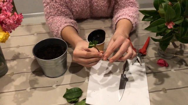 Camelia from cutting, new idea ; Camelia prin butasire, idee noua смотреть онлайн