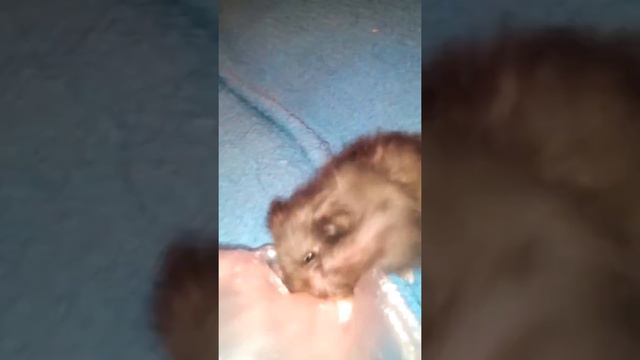 Мой хомяк ест пакет смотреть онлайн