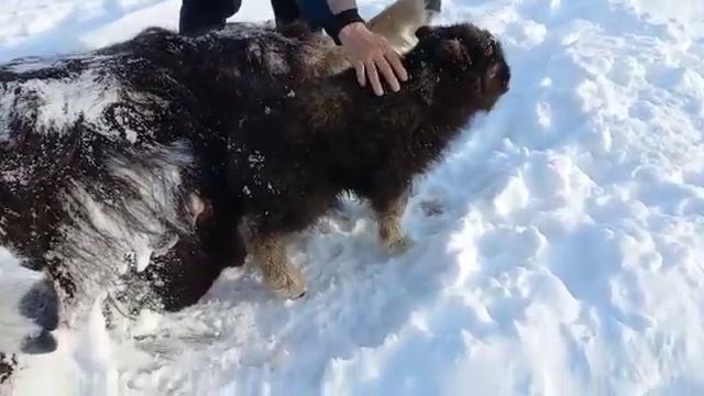 Осиротевший детеныш овцебыка смотреть онлайн