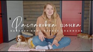 У нас появился щенок! Кавалер кинг чарльз спаниель