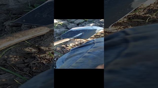 и снова чашуя.