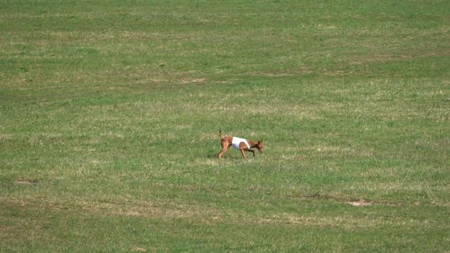 REEDLY ROAD QUE TAL (к) и REEDLY ROAD MYBERN (б) смотреть онлайн