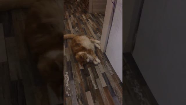 Кот и шарик 😹😹😹😹😹 смотреть онлайн