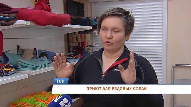 Пермячка организовала приют для брошенных ездовых собак смотреть онлайн