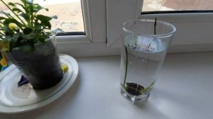 Выращиваем ЛОТОС в домашних условиях,Проращивание..