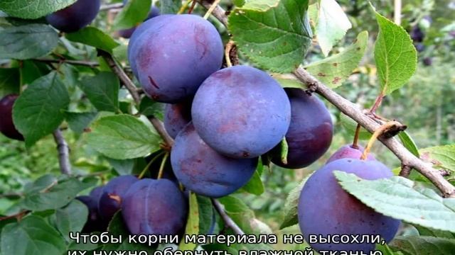 Слива Богатырская смотреть онлайн