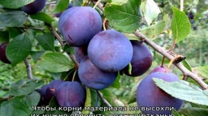 Слива Богатырская