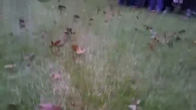 Кино фото видео. Радуга талантов смотреть онлайн