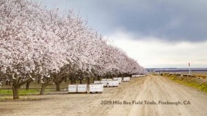 Селекция устойчивых к клещу Варроа пчел в Батон-Руже и на Гавайях/VSH-пчелы (США)