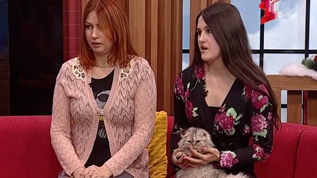 Кошкин дом: мурчащие домашние любимцы в добрые руки смотреть онлайн