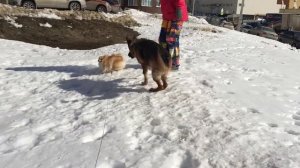 КУПИЛИ СОБАКУ/ПОКУПКИ ИЗ ЗООМАГАЗИНА ДЛЯ ЩЕНКА