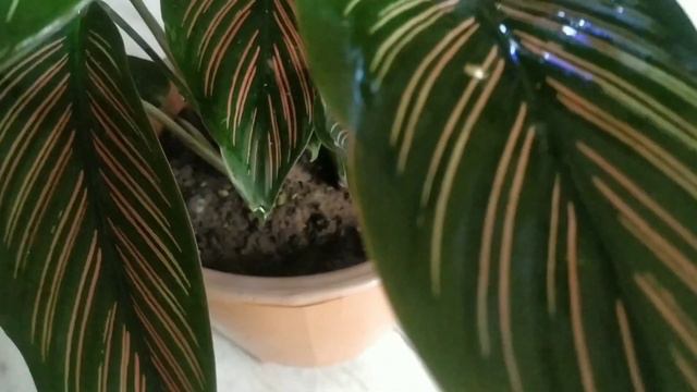 How to care Calathea ornata plant || Beautiful indoor plant || смотреть онлайн
