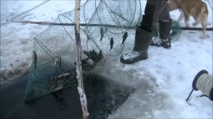 Рыбалка вентерями в январе