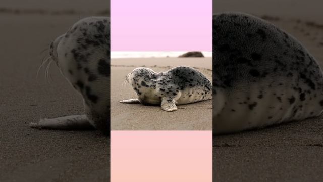 Пятнистый Морской котик на пляже, морская природа #cute #funny #cats #nature смотреть онлайн