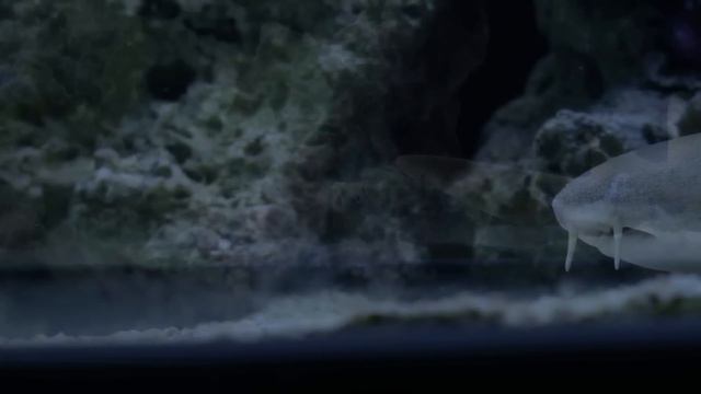 JKfish | Tank Tour: Custom 300 Gallon Shark and Predator system смотреть онлайн